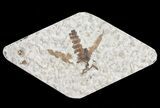 Fossil March Fly (Plecia) - Green River Formation #65167-1